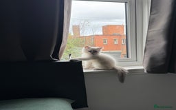 Ragdoll cats for sale: Playful paw 🐾 - Image 4