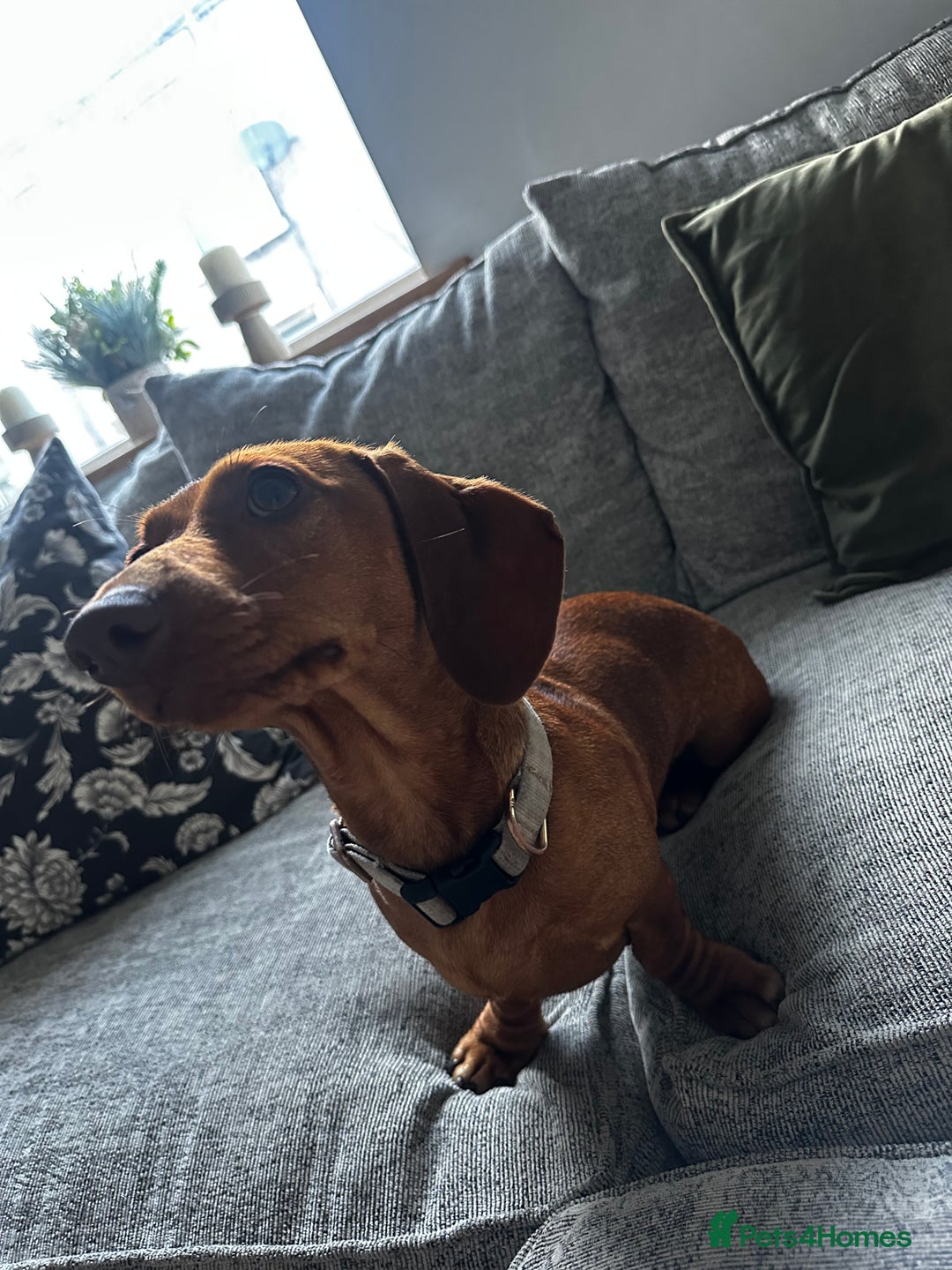 Miniature Dachshund dogs for sale: Urgent rehome needed - Image 5