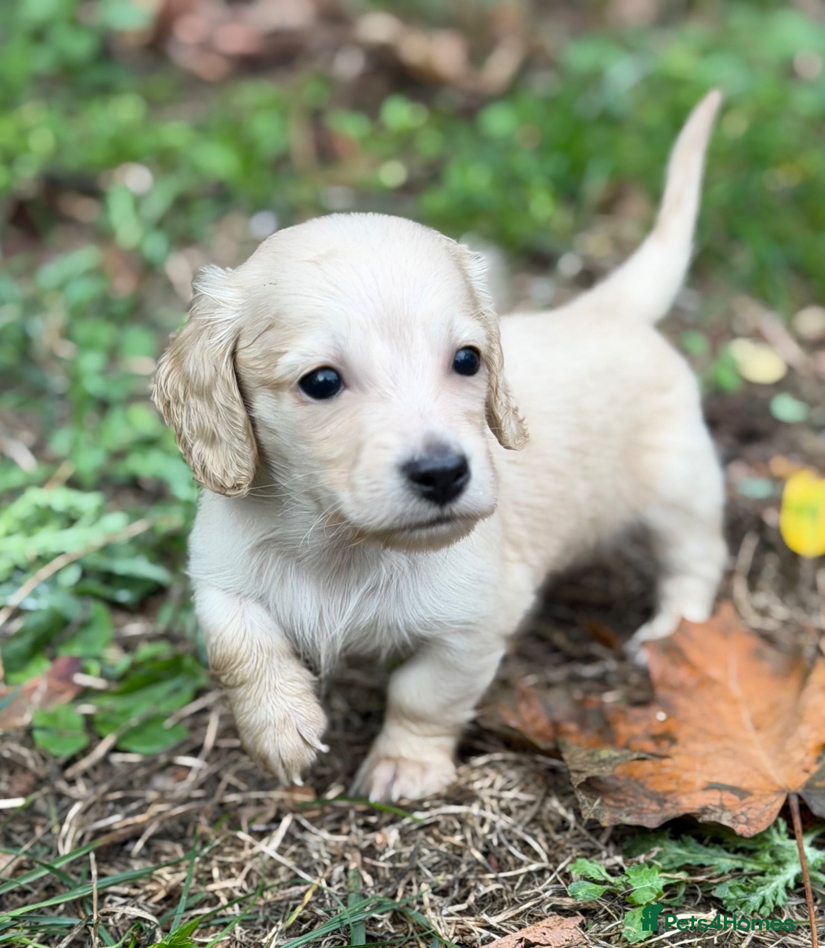 Miniature Dachshund dogs KC reg English Cream mini Dachshund puppies  - Advert 2