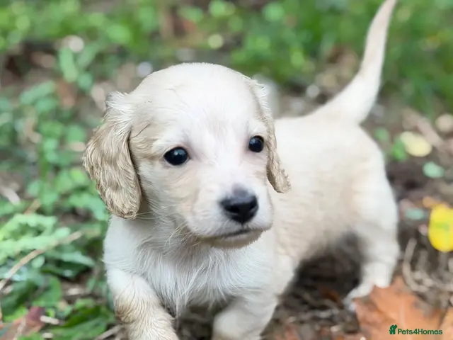 Miniature Dachshund dogs KC reg English Cream mini Dachshund puppies - Advert 12