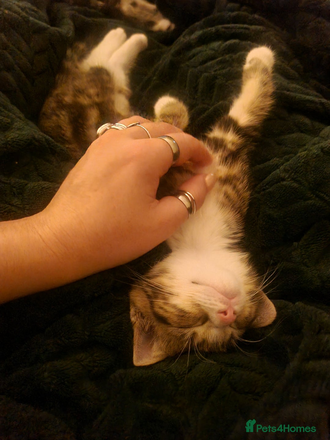 Mixed Breed cats for sale: Last girl kitten available immediately - Image 6
