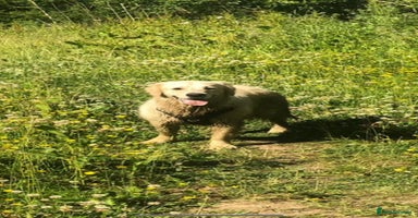 Golden Retriever dogs - Advert 6