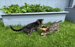 Bengal cats for sale: Bengal Kittens For Sale (Ready To Go - 1 left) - Image 8