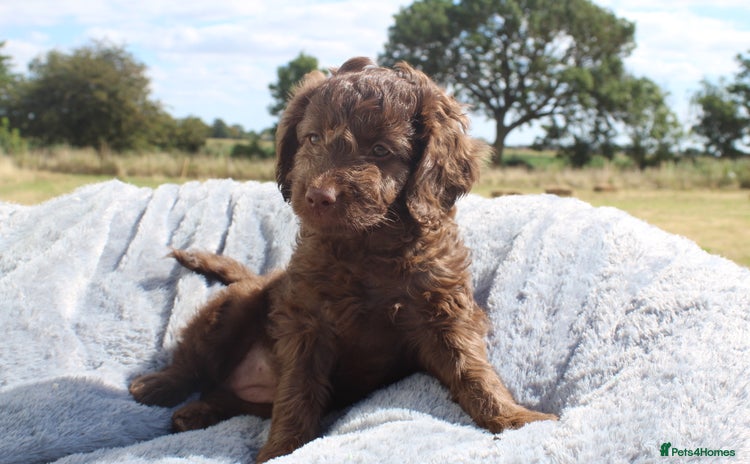 Australian Labradoodle dogs - Advert 2