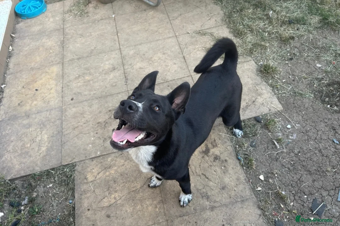 Mixed Breed dogs for sale: (URGENT) 8 Month Old Akita x Cane Corso £500 O.N.O - Advert 1