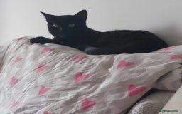 Domestic Shorthair cats for adoption: Binx, 1 year old neutered male  - Image 3