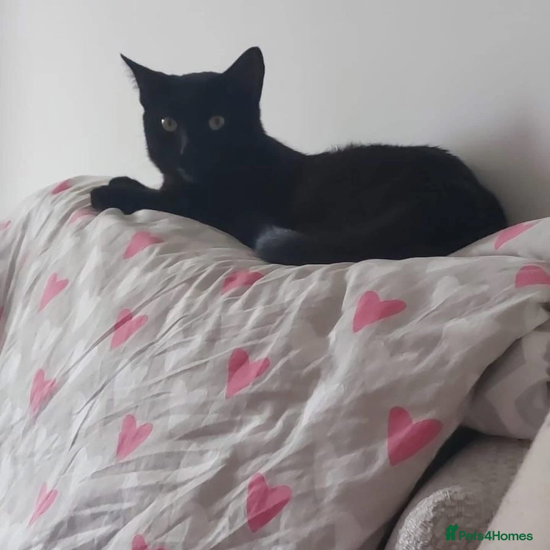 Domestic Shorthair cats for adoption: Binx, 1 year old neutered male  - Image 3