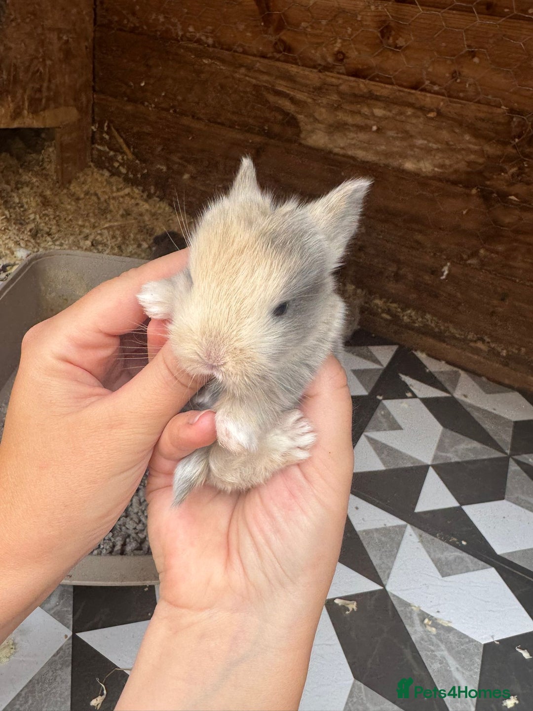 Mini Lop rabbits for sale: Mini Lops & Mini Lion Lops. Separate litters - Image 20