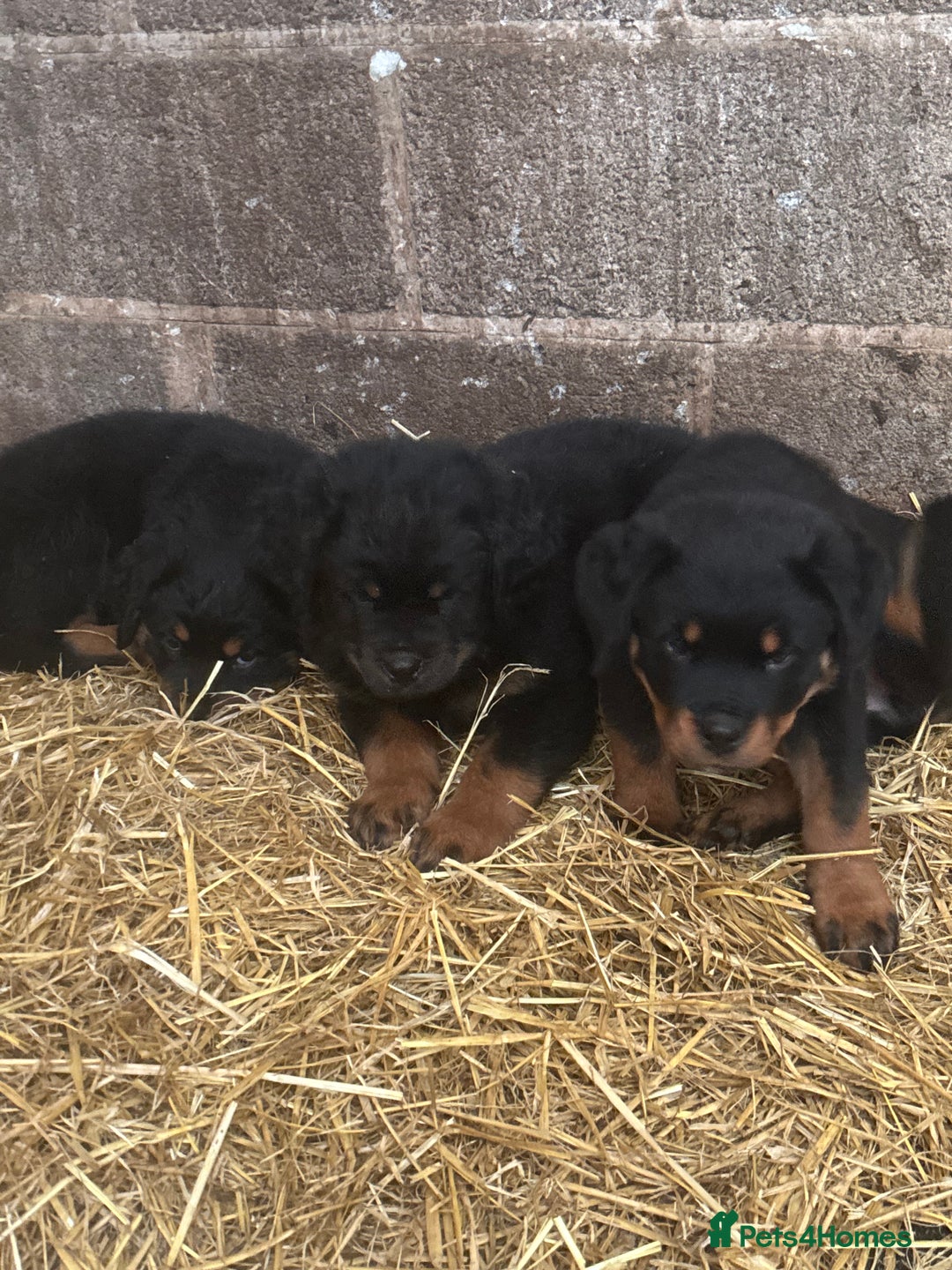 Rottweiler dogs for sale:  Rottweiler pups ready for there forever home.  - Advert 6