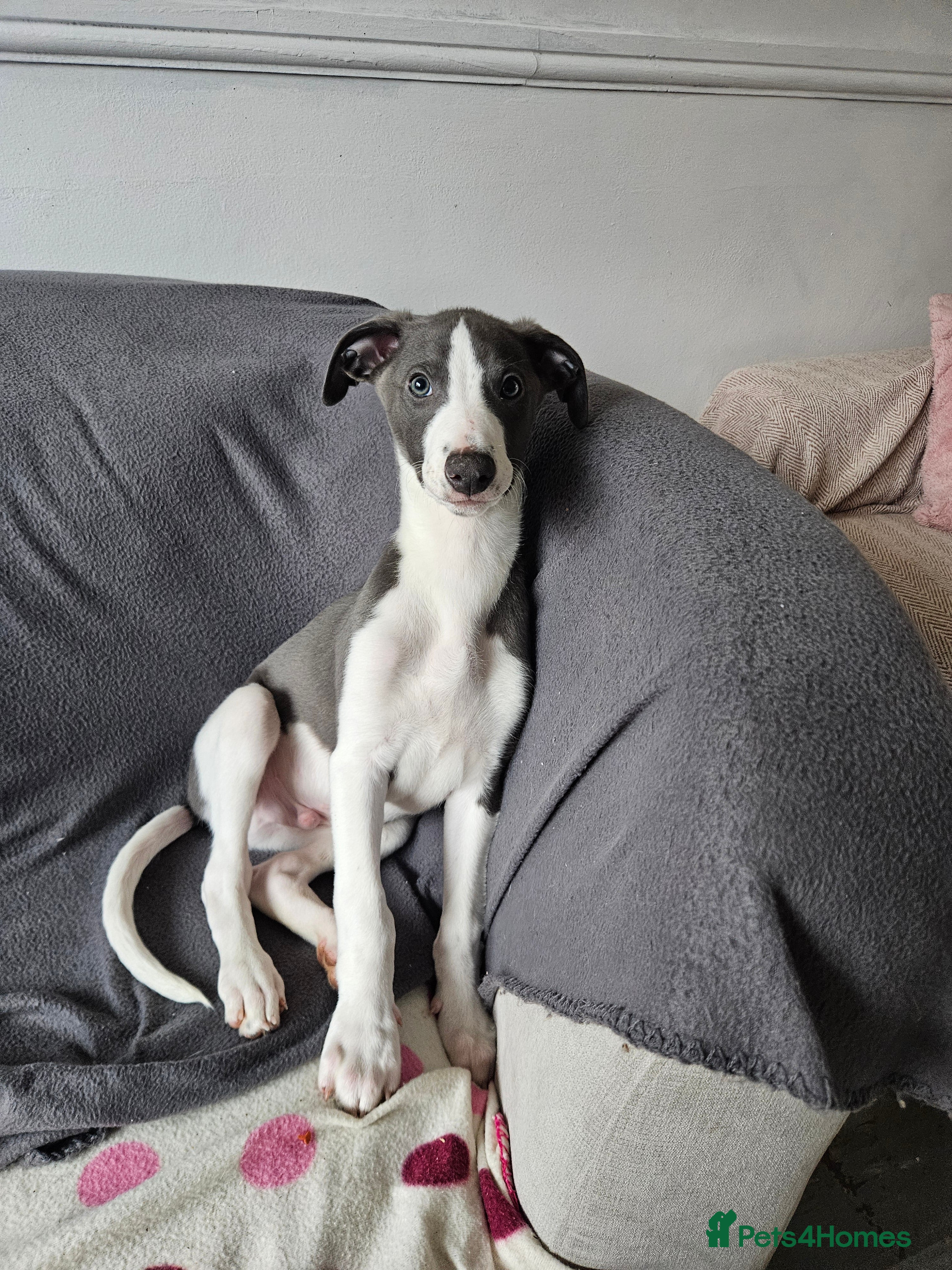 Whippet dogs KENNEL CLUB WHIPPETS  - Advert 7