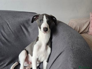 Whippet dogs KENNEL CLUB WHIPPETS - Advert 7