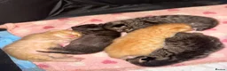 Mixed Breed cats for sale: Gorgeous kittens  in Petworth - Advert 1