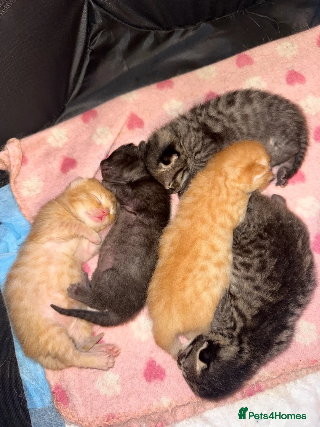Mixed Breed cats for sale: Gorgeous kittens  in Petworth - Advert 1