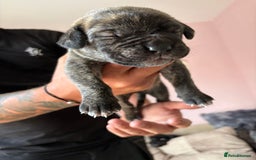 Mixed Breed dogs for sale: Cane corso x rottie - Image 21