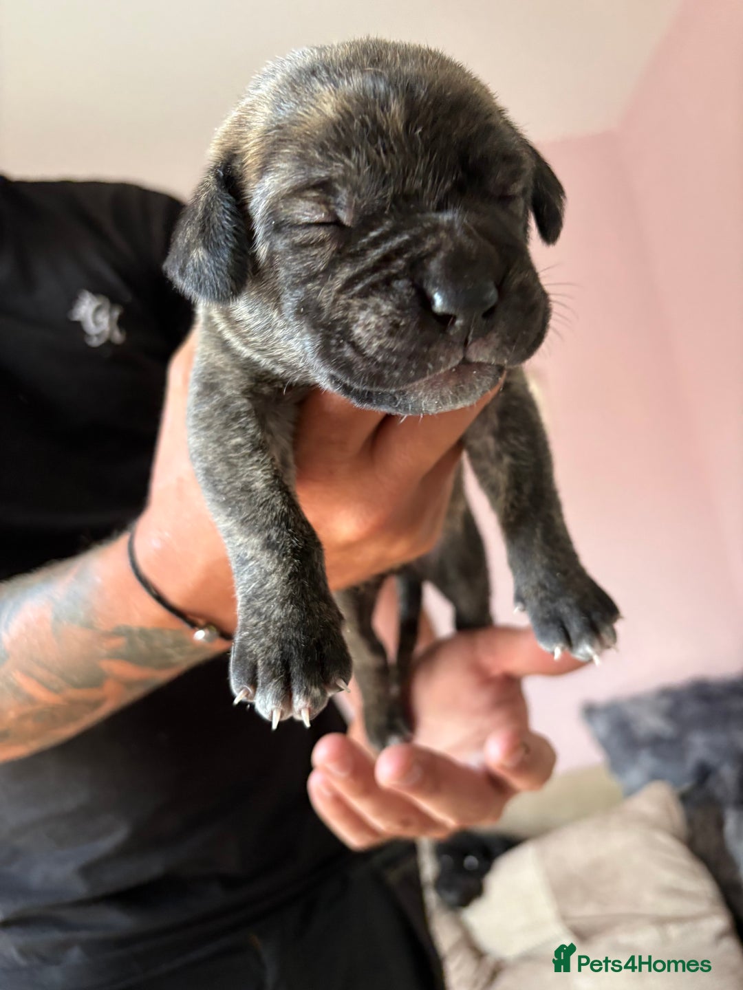 Mixed Breed dogs for sale: Cane corso x rottie - Image 21