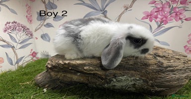 Mini Lop rabbits - Advert 4