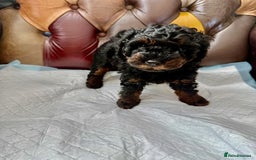 Toy Poodle dogs for sale: Four Beautiful Little Boys “Real Charmer’s “ - Image 15