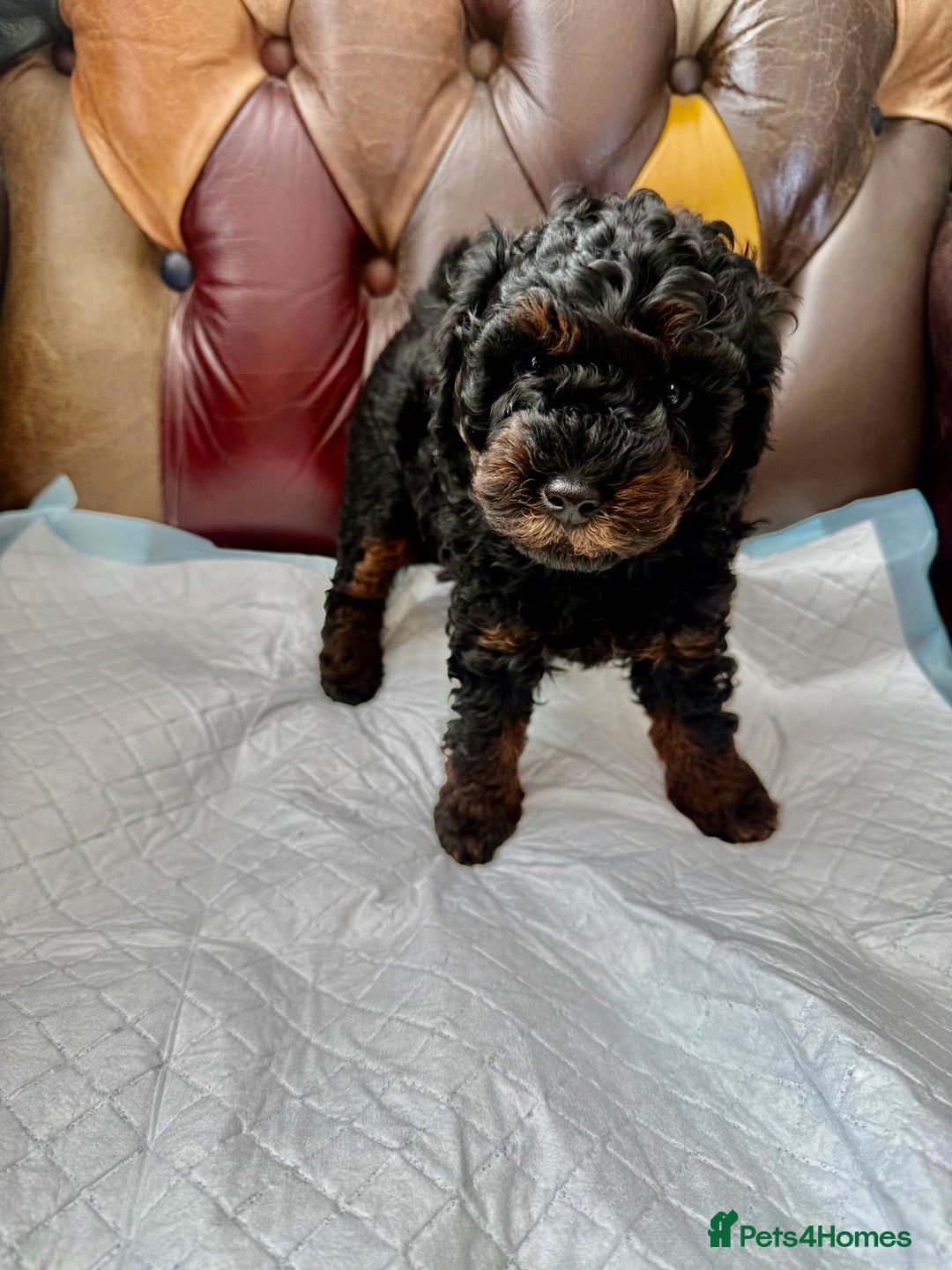 Toy Poodle dogs for sale: Four Beautiful Little Boys “Real Charmer’s “ - Image 15
