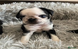 Pug dogs for sale: Stunning pug puppies health tested parents 🐶!!! - Image 5