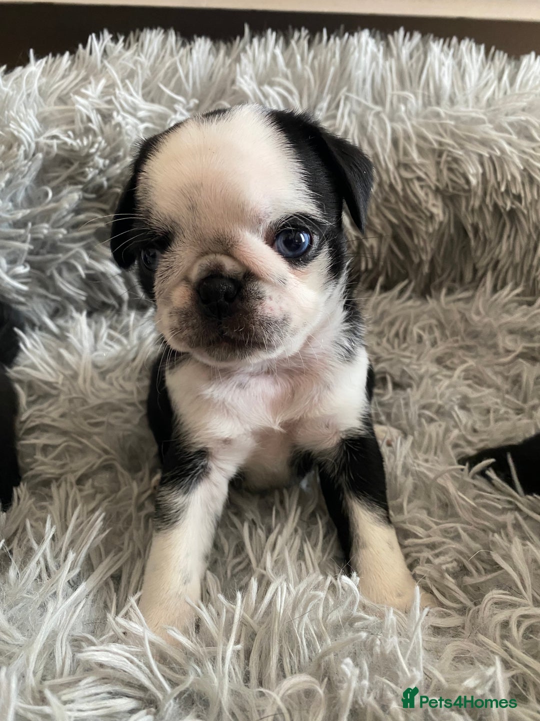 Pug dogs for sale: Stunning pug puppies health tested parents 🐶!!! - Image 5