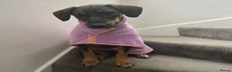 Mixed Breed dogs for adoption: Misty (Shepherd/Hound mix) in Bushey - Advert 23