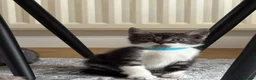 Mixed Breed cats for sale: Lovely 4 Kittens Ready To Collect From Today!!😻 in Wellingborough - Advert 12