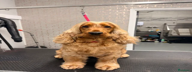 Nellie 