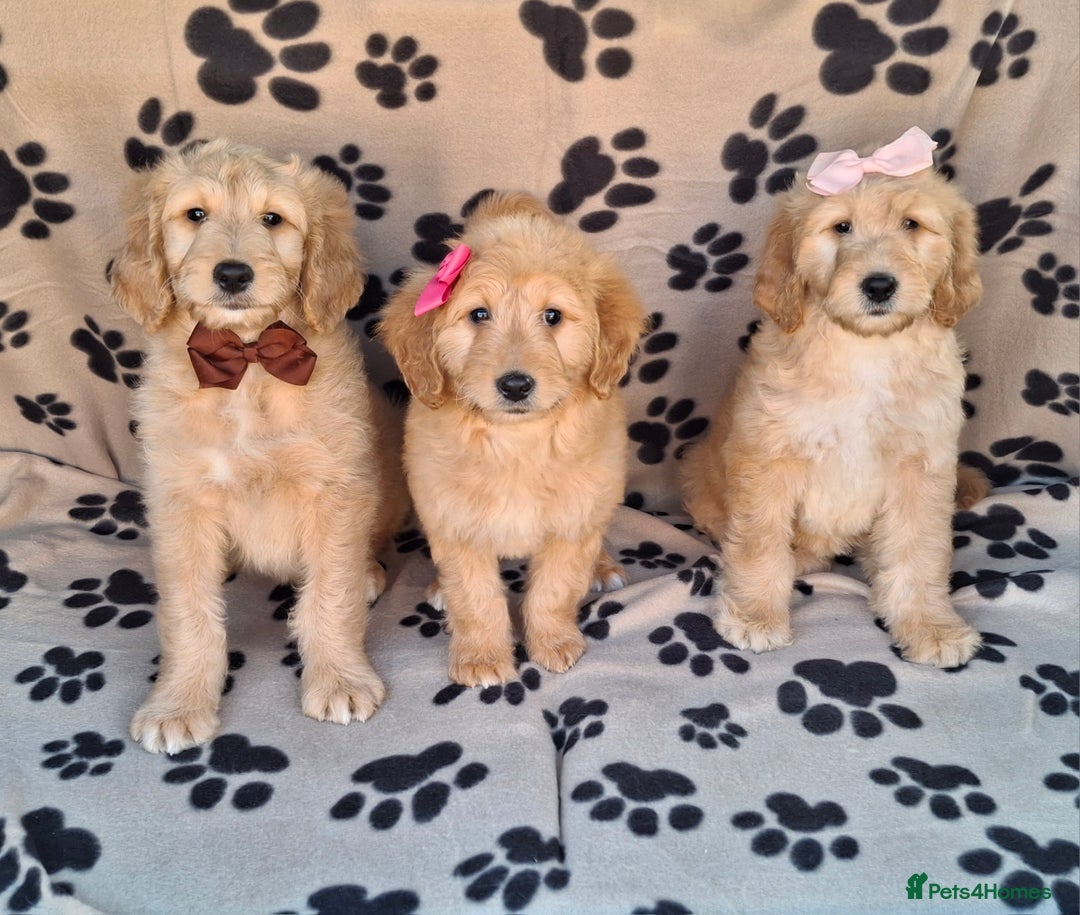 Goldendoodle dogs for sale: Gorgeous standard goldendoodle pups. - Image 1