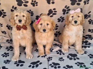 Goldendoodle dogs - Advert 4