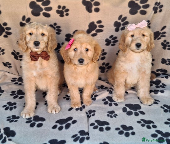 Goldendoodle dogs - Advert 2