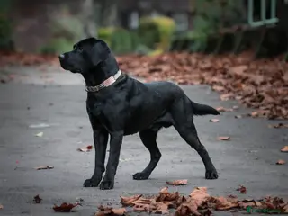 Labrador Retriever dogs KC Dark Red,Black,Yellow Labrador FTCH in lineage - Advert 16