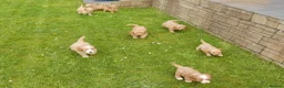 Cavapoo dogs for sale: Stunning Health Tested F1b Miniature Cavapoos - Advert 11