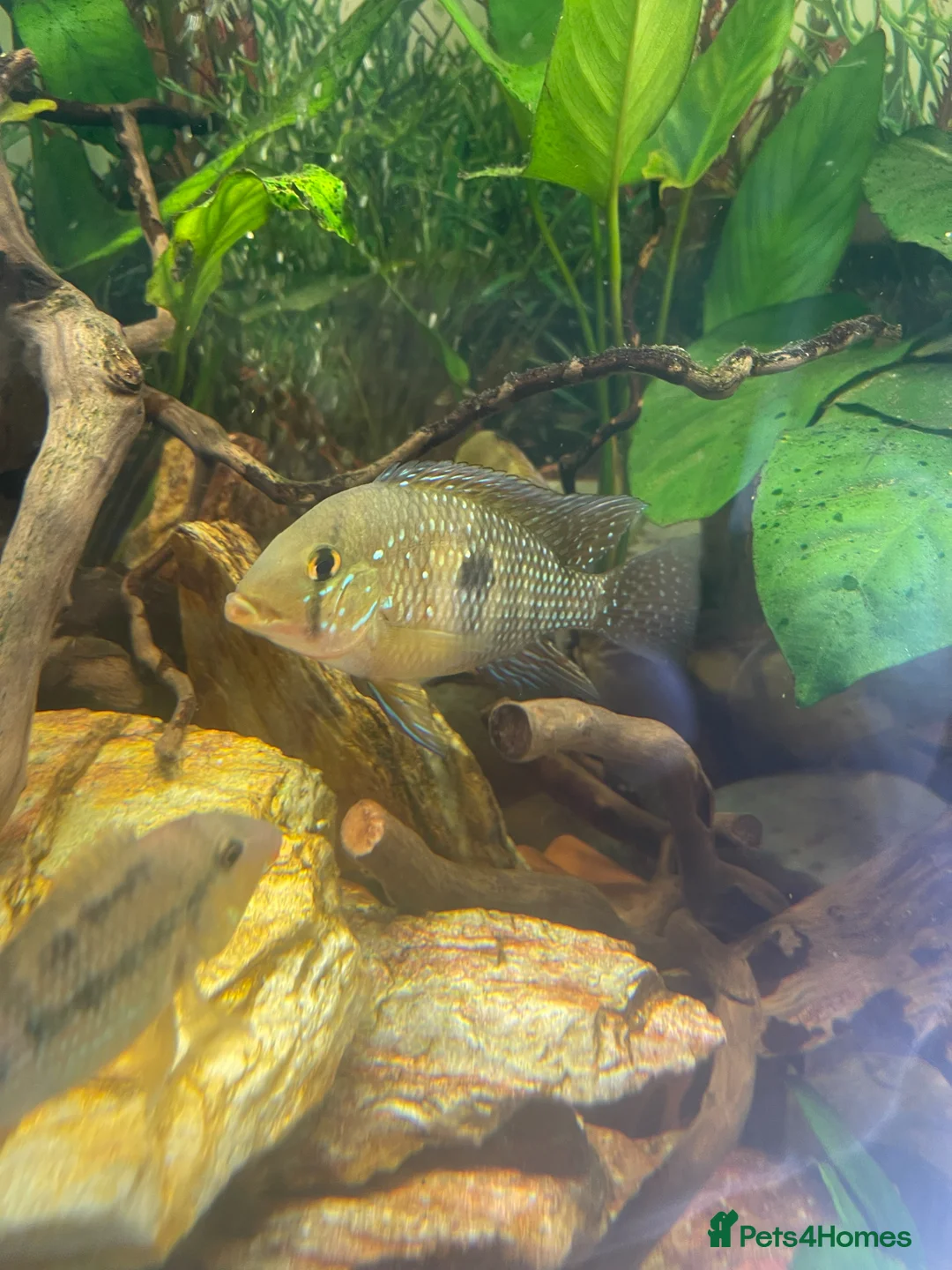 Cichlids fish for sale: Geophagus Brasiliensis in Folkestone - Advert 2