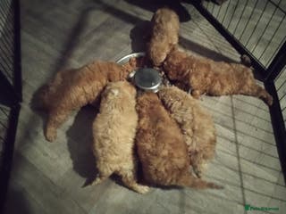 Cavapoo dogs Health Tested Quality F1 Cavapoo Puppies. - Advert 16