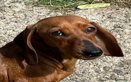 Miniature Dachshund dogs for sale: Miniature Smooth Boys from ivdd scored parents - Image 6