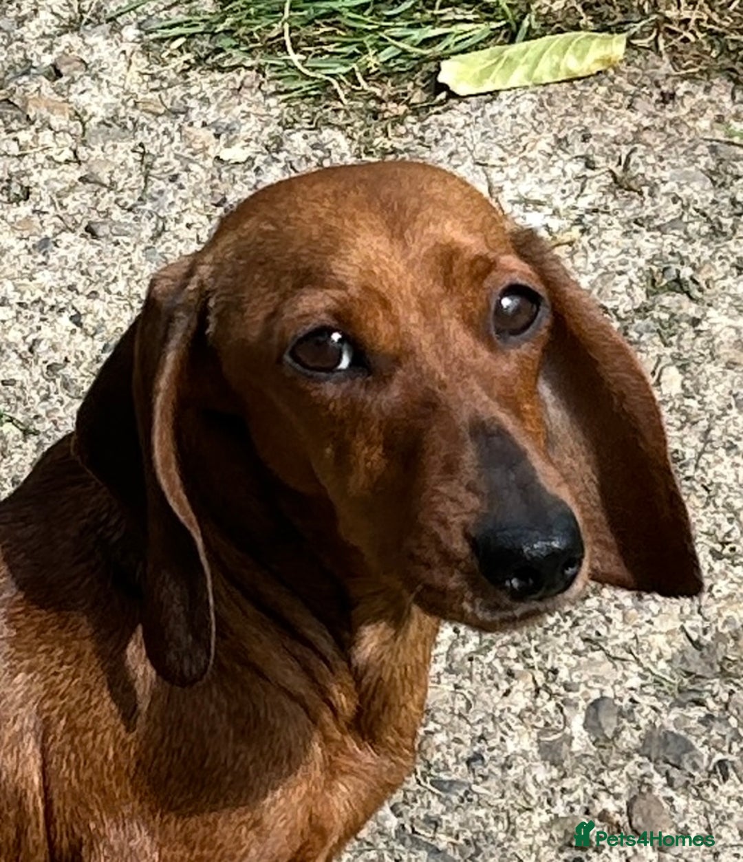 Miniature Dachshund dogs for sale: Miniature Smooth Boys from ivdd scored parents - Image 6
