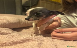 Chiweenie dogs for sale: CHIWEENIES, MICROCHIPPED,VACCINATED,HEALTHCHECKED! - Image 10