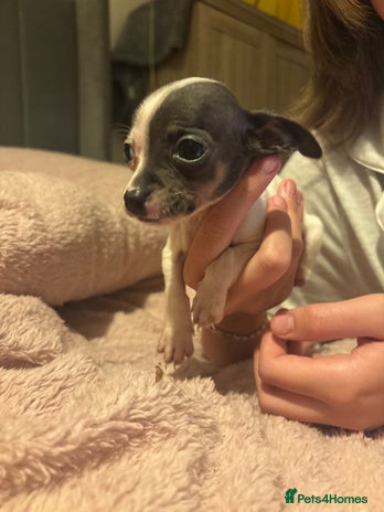 Chiweenie dogs - Advert 12