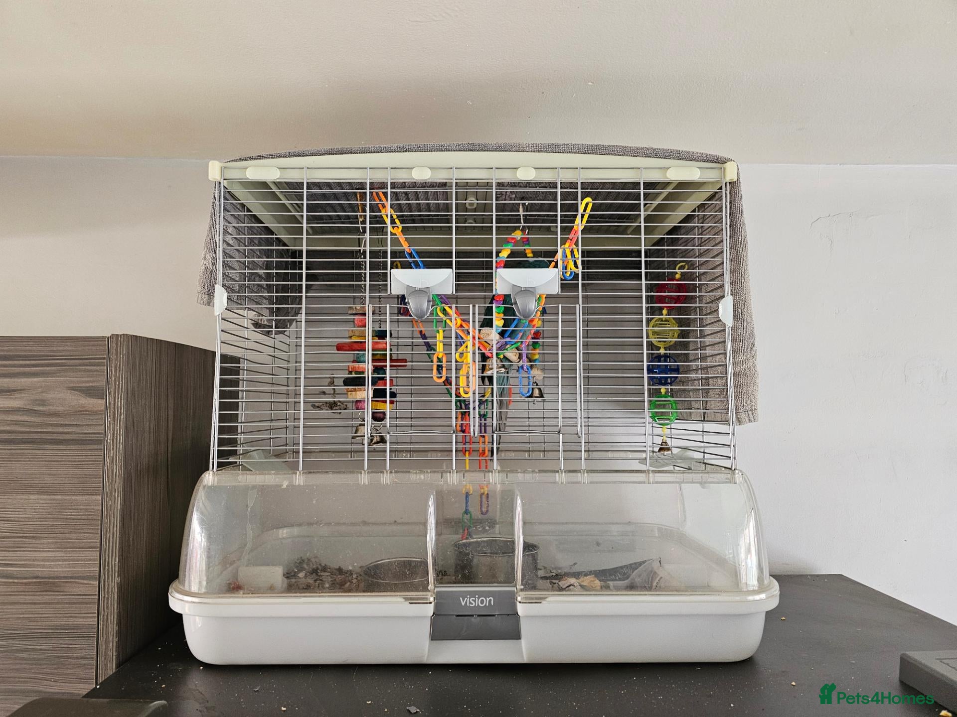 Ringnecks birds for sale: Blue kiraki and cadge  - Advert 2