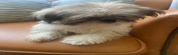 Shih Tzu dogs for sale: Beautiful imperial shihtzu pups for sale  - Advert 15