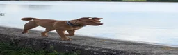 Mixed Breed dogs for sale: Skye  - Advert 5