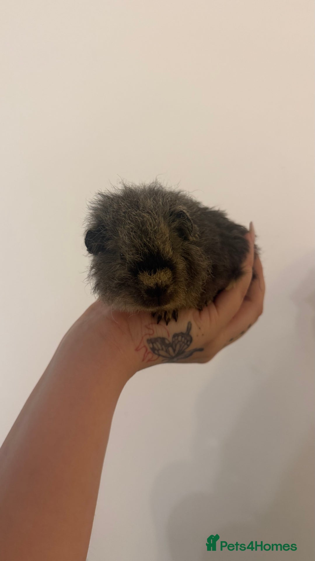 Guinea Pig rodents for sale: 2x Male Guinea Pigs - Advert 2