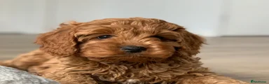 Cavapoo 6