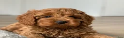 Cavapoo dogs for sale: Cava poo puppies for sale  - Advert 3