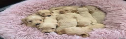 Cockapoo dogs for sale: DNA Health Tested Cockapoos Apricot/Golden - Advert 30