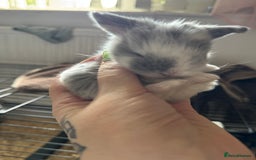 Mini Lop rabbits for sale: Extremely friendly mini lop babies for sale  - Image 22