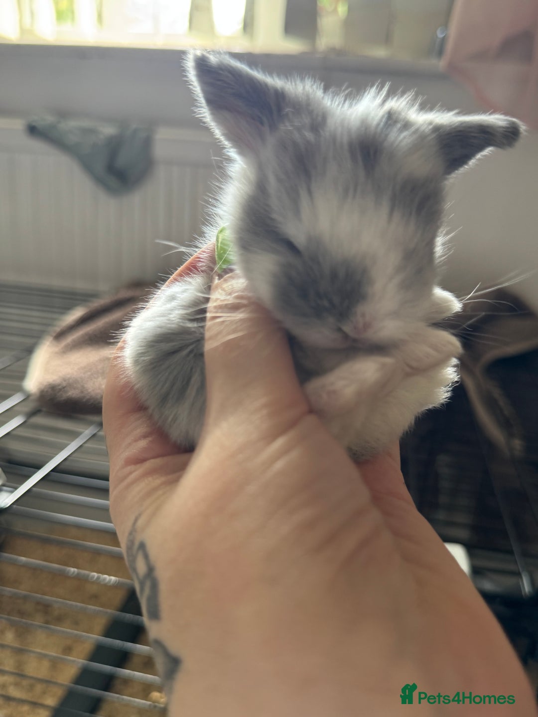 Mini Lop rabbits for sale: Extremely friendly mini lop babies for sale  - Image 22