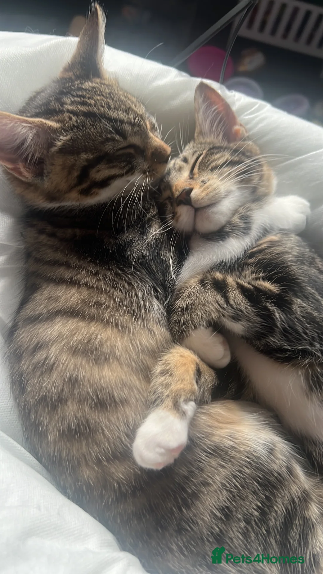 British Shorthair cats for sale:  £40 , 13 week old kitten female  - Advert 2