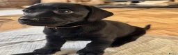 Mixed Breed dogs for sale: Breaking News: The impossible has happened. - Advert 4