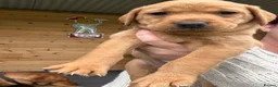 Labrador Retriever dogs for sale: Fox red lab puppies looking for forever homes - Advert 3